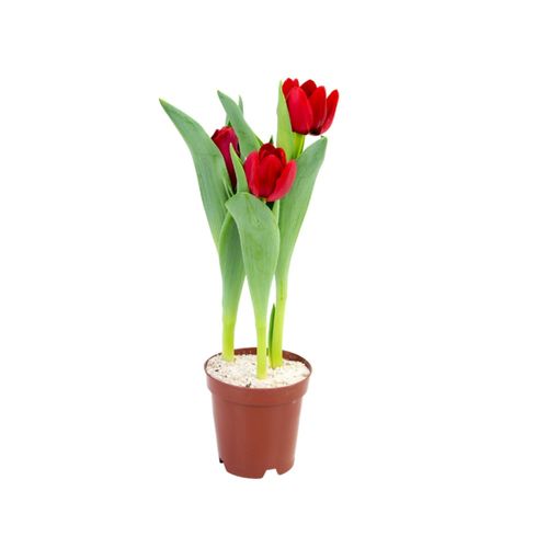 FLOR-NAT-TULIPA-VERMELHA-P12 FLOR-NAT-TULIPA-VERMELHA-P12