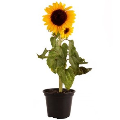 FLOR-NAT-GIRASSOL-P15-1UN