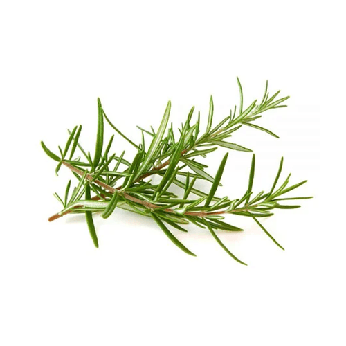 Alecrim-Amj Alecrim-Amj