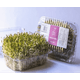 BROTO-ALFAFA-BEM-BROTOS-100G-BJ