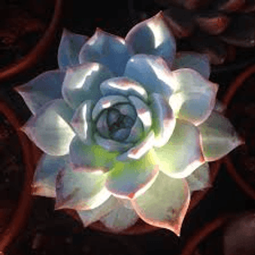 FLOR-NAT-ECHEVERIA-COLOURS-UN FLOR-NAT-ECHEVERIA-COLOURS-UN