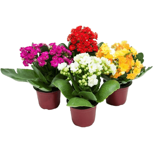 Flor-Natural-Kalanchoe-Dobrado-Pote-11-Unidades