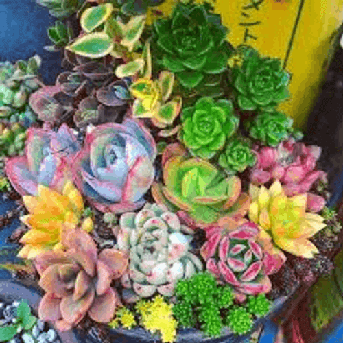 FLOR-NAT-SUCULENTA-COLOURS-UN FLOR-NAT-SUCULENTA-COLOURS-UN