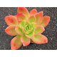 FLOR-NAT-ECHEVERIA-PLUS-UN