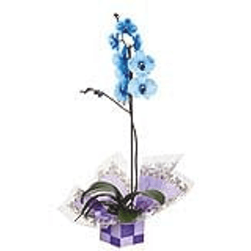 Flor-Natural-Orquidea-Phaela-Azul