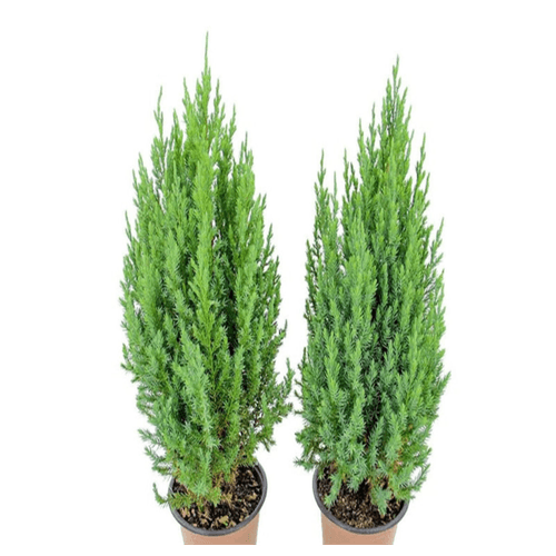 MUDA-THUIA-STRIKITA-PT-14 MUDA-THUIA-STRIKITA-PT-14