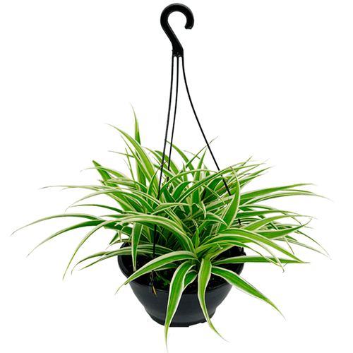 FLOR-NAT-CLOROFITO-UN FLOR-NAT-CLOROFITO-UN