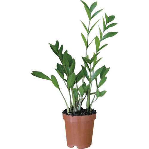 MUDA-ZAMIOCULCUS-P-17 MUDA-ZAMIOCULCUS-P-17