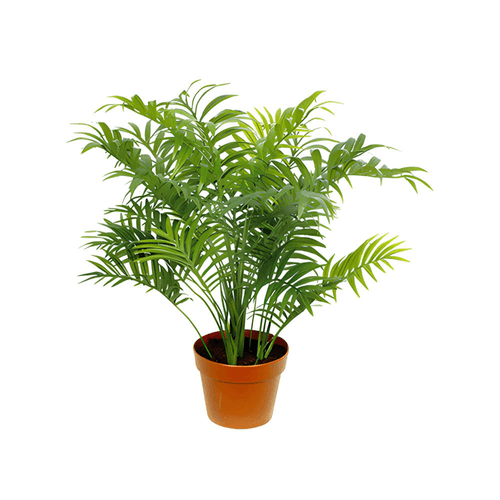 MUDA-PALMEIRA-CHAMEADORA-PT11 MUDA-PALMEIRA-CHAMEADORA-PT11