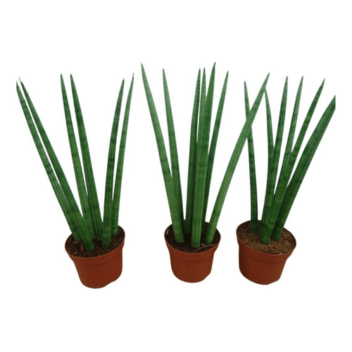 MUDA-AVENCA-VARIADA-P14 MUDA-AVENCA-VARIADA-P14