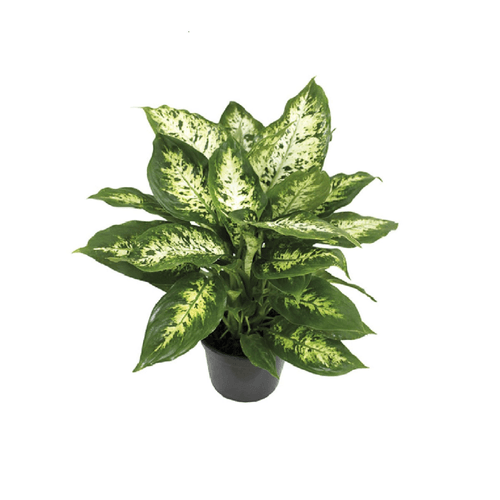 FLOR-NAT-VASO-DEC-DIEFFENBACHIA-1UN FLOR-NAT-VASO-DEC-DIEFFENBACHIA-1UN