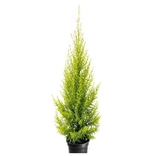 MUDA-THUIA-HOLANDESA-PT-14 MUDA-THUIA-HOLANDESA-PT-14