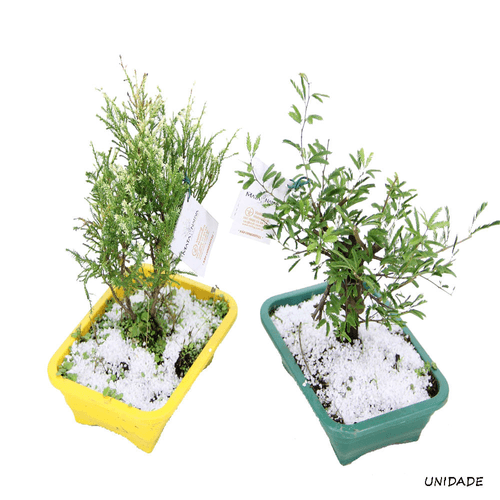 MUDA-BONSAI-JOVEM-CX MUDA-BONSAI-JOVEM-CX