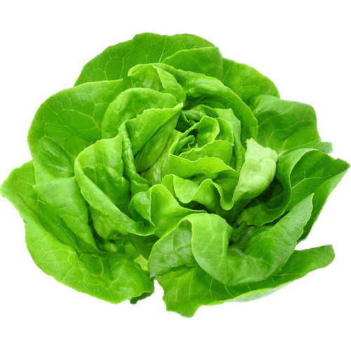 Alface-Lisa- Alface-Lisa-