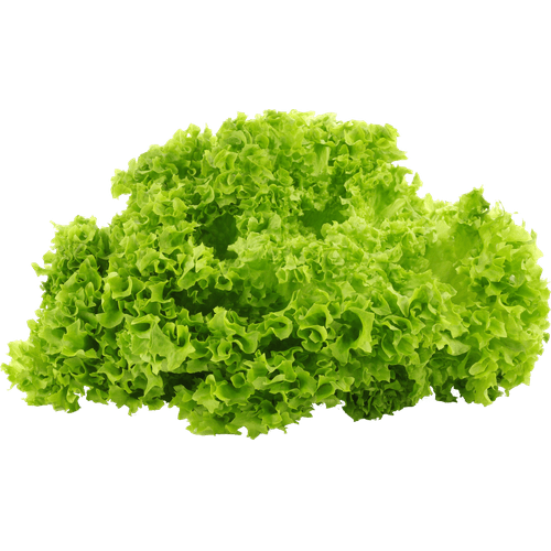 Alface-Crespa-Amj-Unidade Alface-Crespa-Amj-Unidade