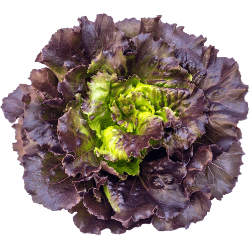 Alface-Roxa-AMJ-Unidade Alface-Roxa-AMJ-Unidade