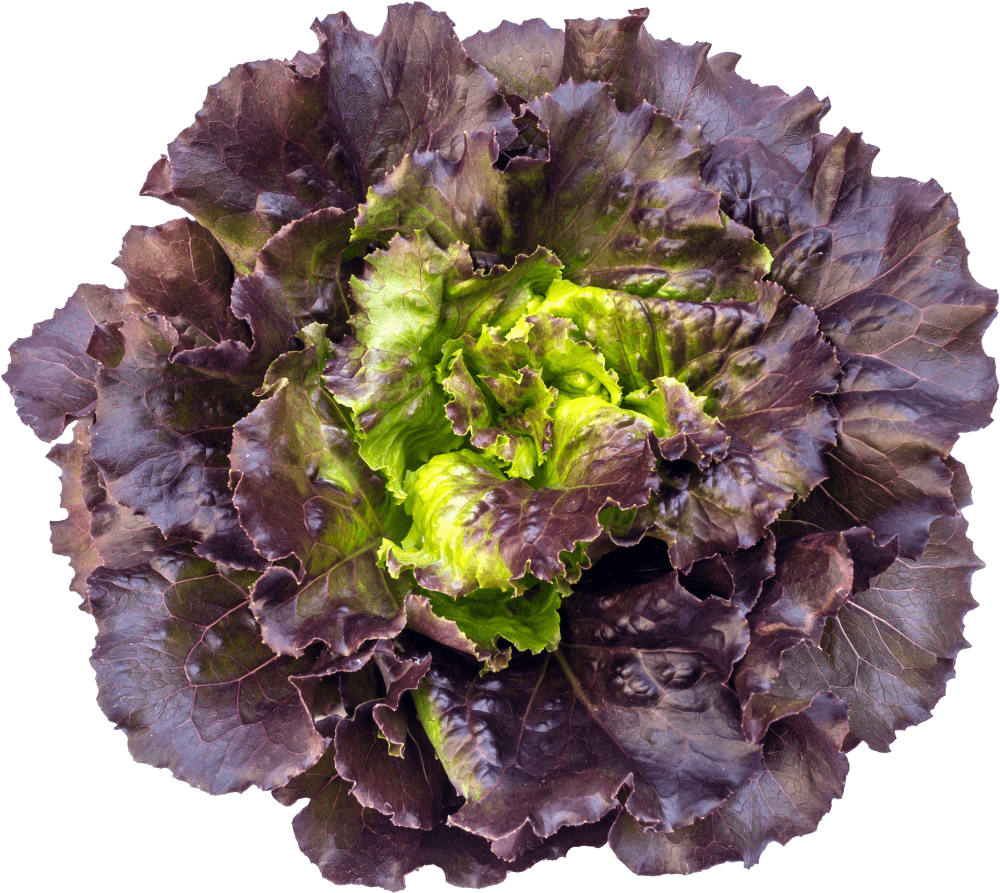 Como Cultivar e Cuidar de Trapoeraba-roxa, image size:1000x893