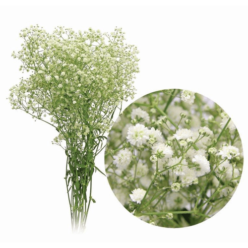 FLOR-NAT-MACO-GYPSOFILA-CORDILHEIRA FLOR-NAT-MACO-GYPSOFILA-CORDILHEIRA