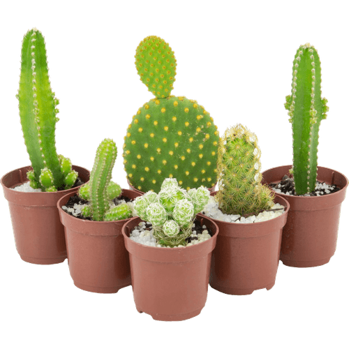 FLOR-NAT-CACTUS-MINI-P.06-1UN