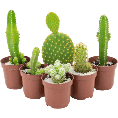 FLOR-NAT-CACTUS-MINI-P.06-1UN FLOR-NAT-CACTUS-MINI-P.06-1UN