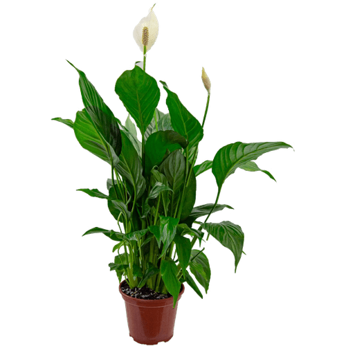 FLOR-NAT-SPATH-COM-FLOR-P15 FLOR-NAT-SPATH-COM-FLOR-P15