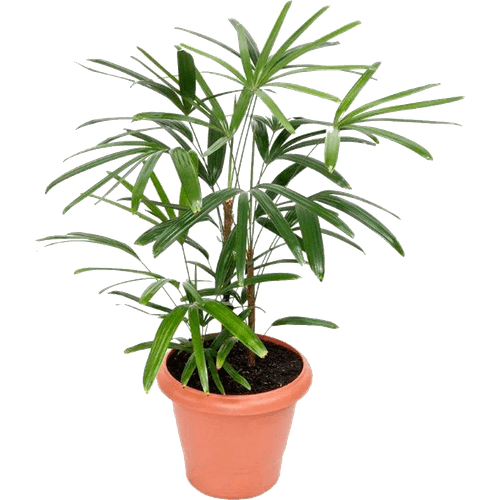 FLOR-NAT-PALM-RAPHIS-P24 FLOR-NAT-PALM-RAPHIS-P24