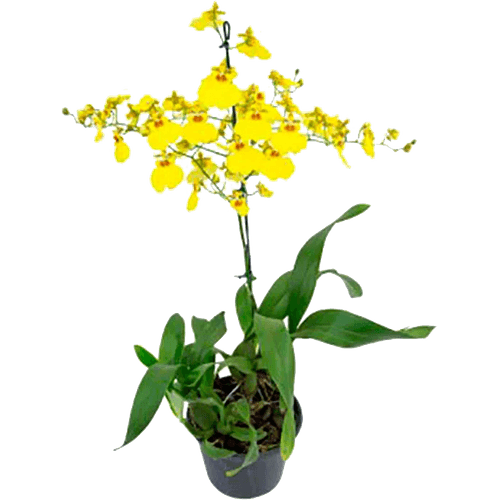 -Flor-Nat-Orq-Oncidium-Colmanara-P15- -Flor-Nat-Orq-Oncidium-Colmanara-P15-
