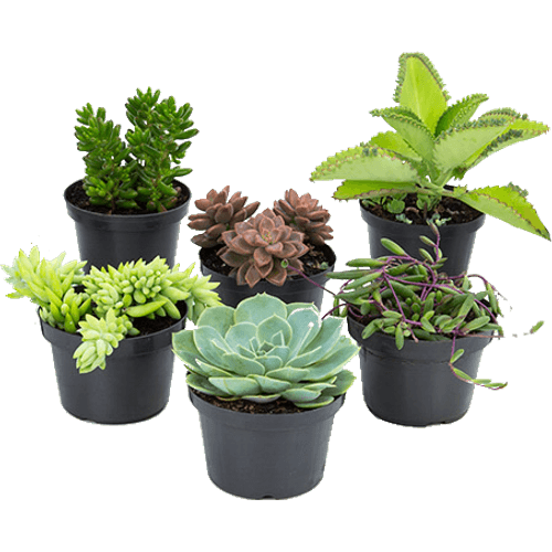 FLOR-NAT-SUCULENTA-P11-1UN FLOR-NAT-SUCULENTA-P11-1UN