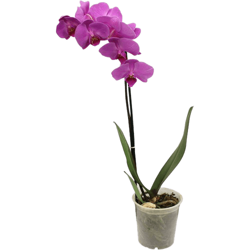 FLOR-NAT-PHALAINOPSIS-1UN FLOR-NAT-PHALAINOPSIS-1UN